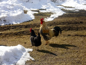 unser stolzer Hahn