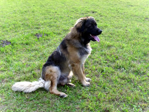 Balu unser Hund