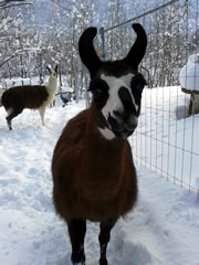 Appalonius