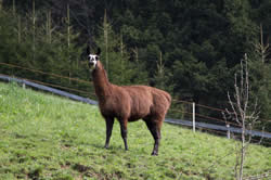 Lama Trekking - Martina Mosser - Berg im Drautal - berglama.at