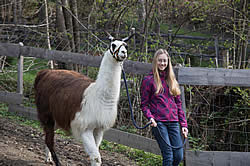 Lama Trekking - Martina Mosser - Berg im Drautal - berglama.at