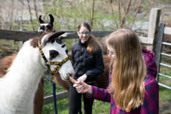 Lama Trekking - Martina Mosser - Berg im Drautal - berglama.at