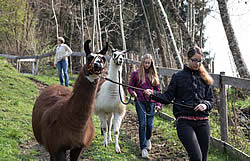 Lama Trekking - Martina Mosser - Berg im Drautal - berglama.at