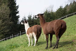 Lama Trekking - Martina Mosser - Berg im Drautal - berglama.at