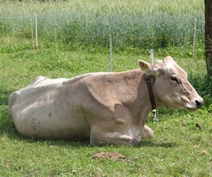 Rosi